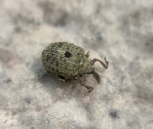 Cionus thapsus - kis ökörfarkkóró-gömbormányos