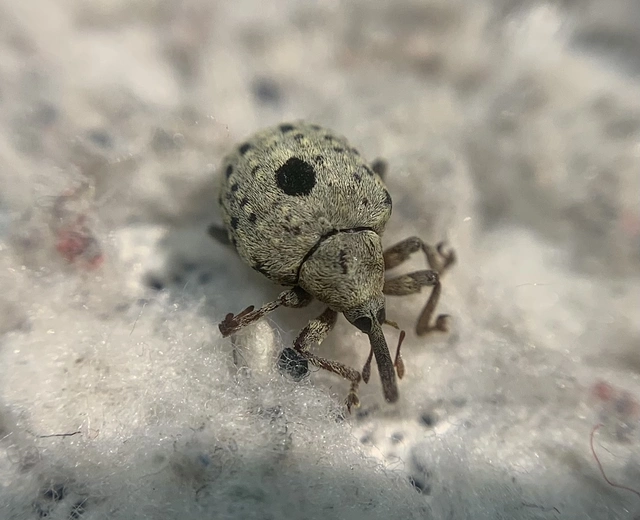 Cionus ganglbaueri - feketés gömbormányos