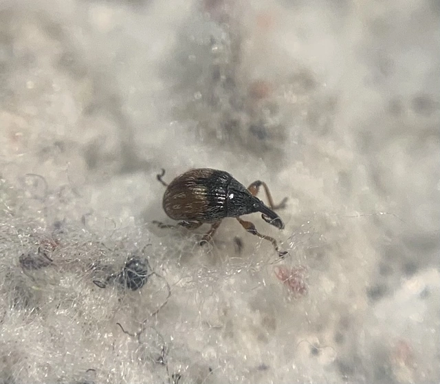Dieckmanniellus gracilis - karcsú füzényormányos