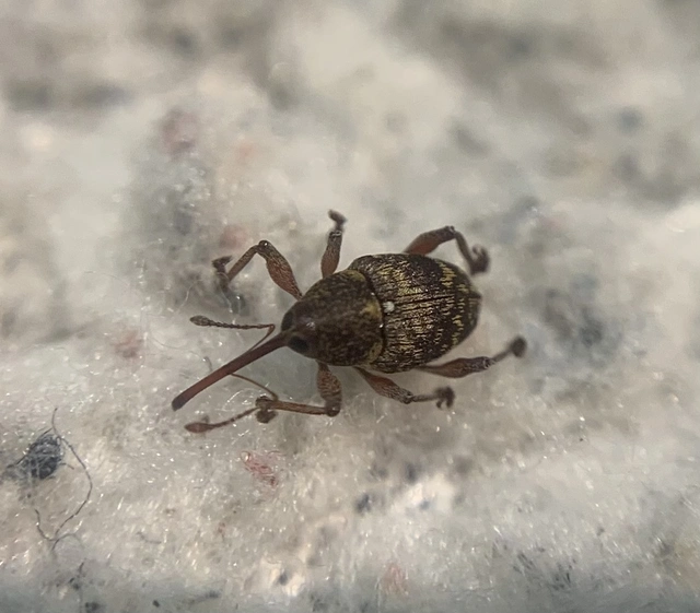 Curculio betulae - vöröses égerzsuzsóka