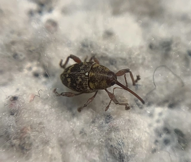 Curculio betulae - vöröses égerzsuzsóka