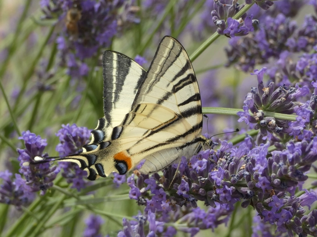 Iphiclides podalirius - kardoslepke