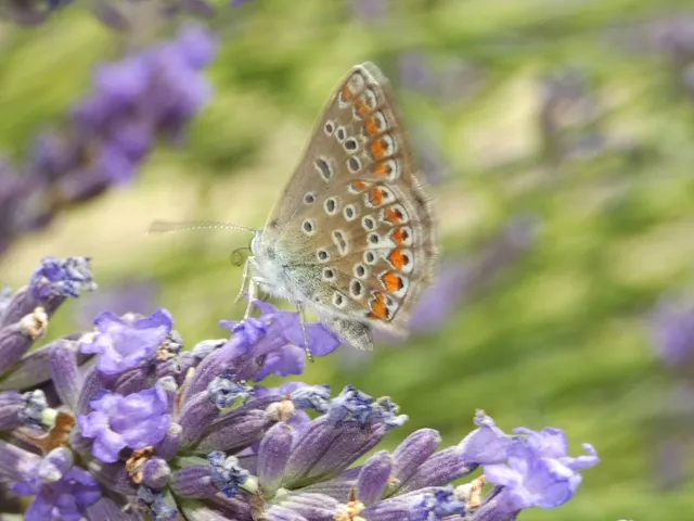 Polyommatus icarus - közönséges boglárka