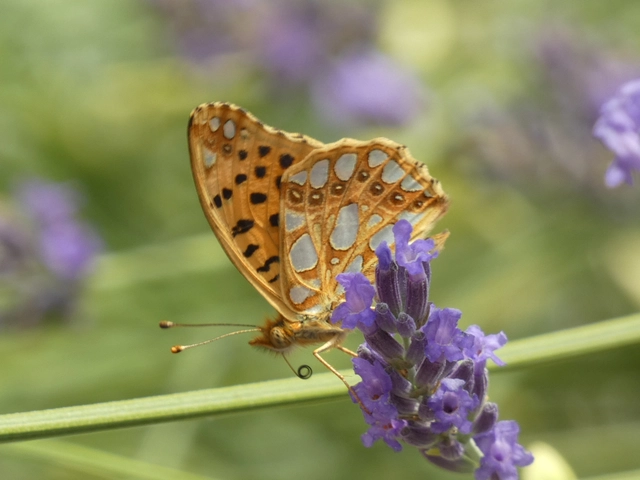 Issoria lathonia - közönséges gyöngyházlepke