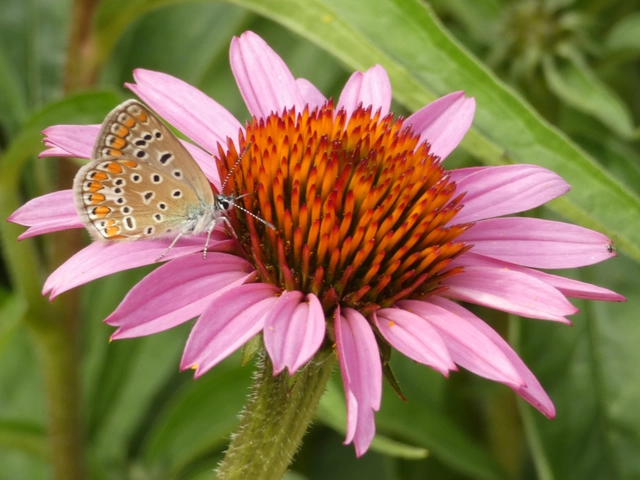 Polyommatus icarus - közönséges boglárka