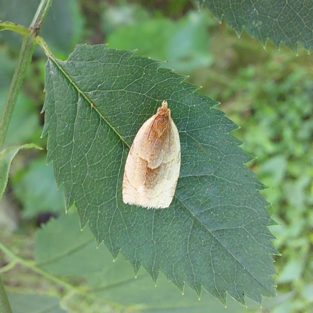 Clepsis rurinana - fakó sodrómoly
