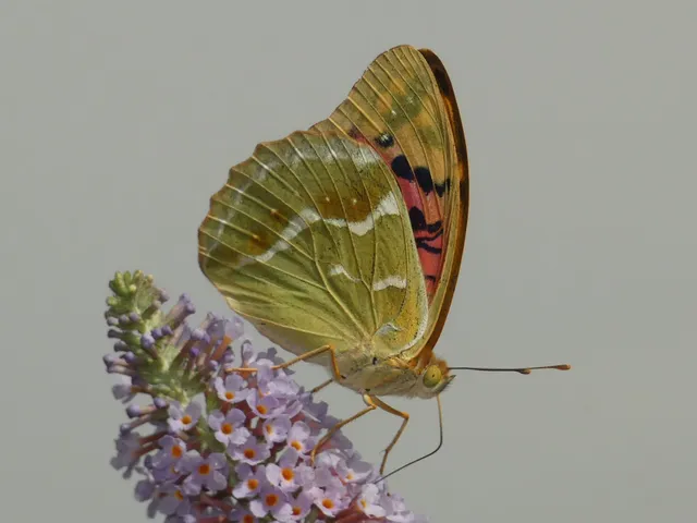 Argynnis pandora - zöldes gyöngyházlepke