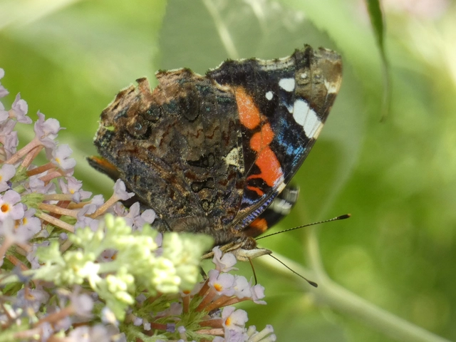 Vanessa atalanta - atalantalepke