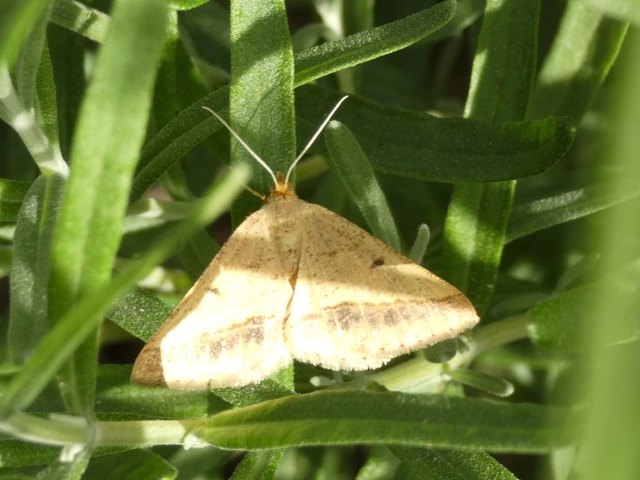 Tephrina arenacearia - lucerna-araszoló