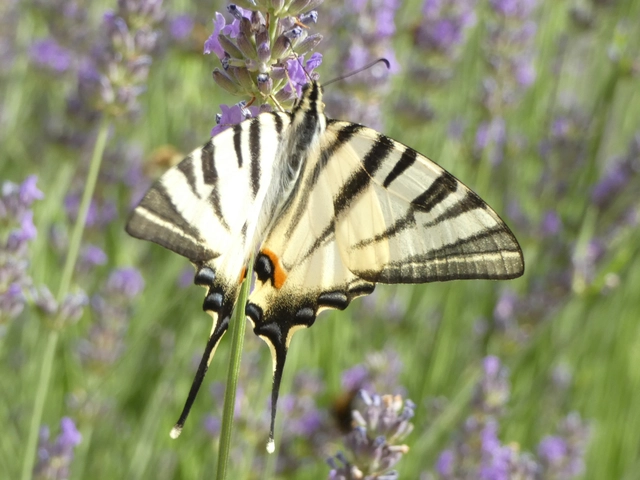 Iphiclides podalirius - kardoslepke
