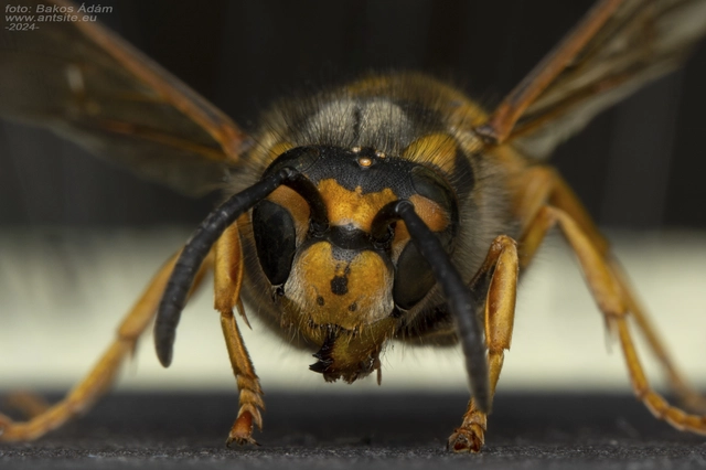 Vespula germanica - német darázs