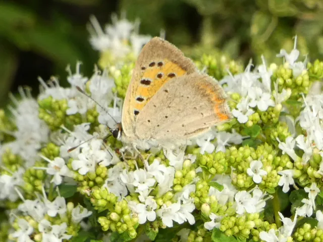 Lycaena phlaeas - közönséges tűzlepke