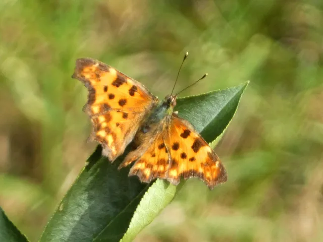 Nymphalis c-album - C-betűs lepke