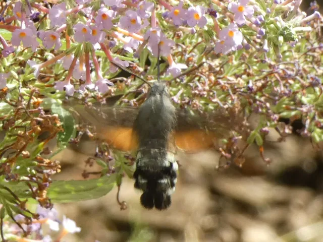 Macroglossum stellatarum - kacsafarkú szender