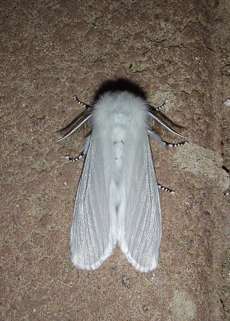 Leucoma salicis - fűzfaszövő