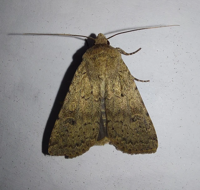 Rhyacia simulans - hamvas földibagoly