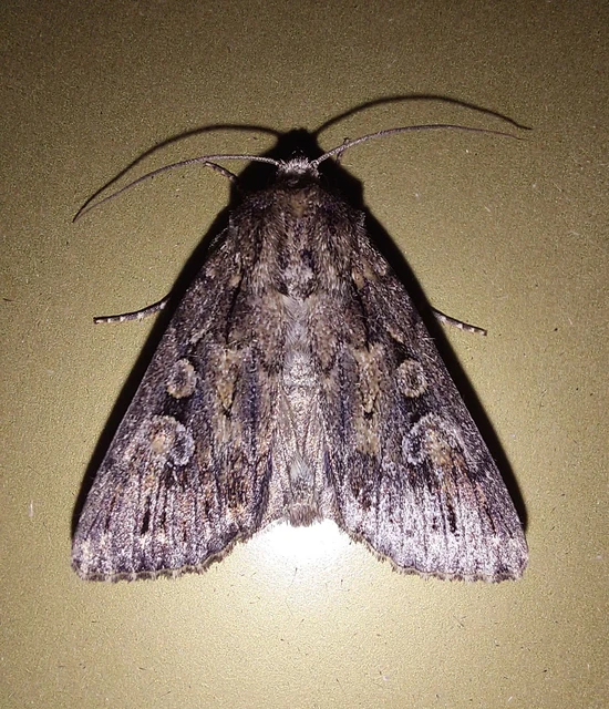 Dichagyris forcipula - szürkésbarna földibagoly