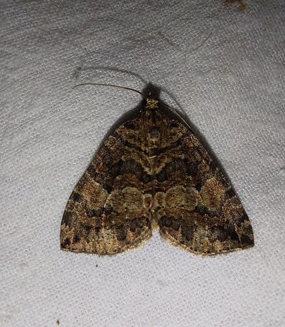Hydriomena furcata - változékony tarkaaraszoló