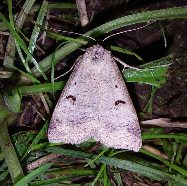 Lygephila pastinum - közönséges csüdfűbagoly