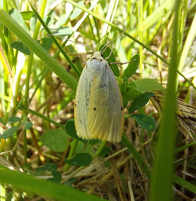 Cybosia mesomella - csontszínű molyszövő