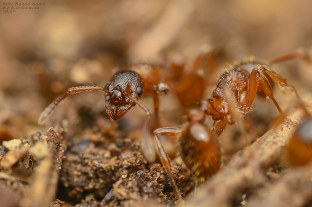 Myrmica ruginodis - erdei bütyköshangya