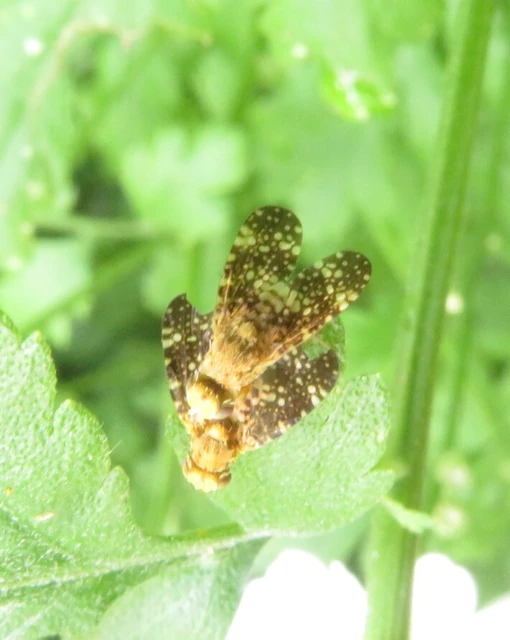 Tephritidae - fúrólégyfélék