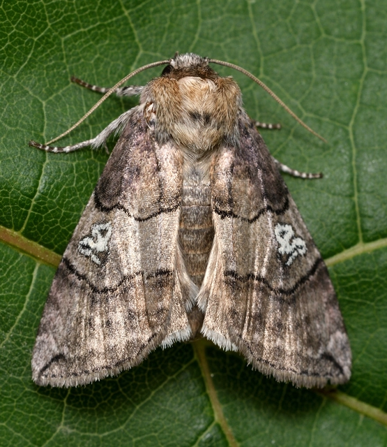 Tethea ocularis - pápaszemes pihésszövő