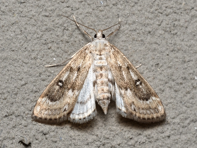 Parapoynx stratiotata - közönséges vízimoly