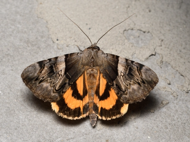 Catocala fulminea - galagonya-övesbagoly