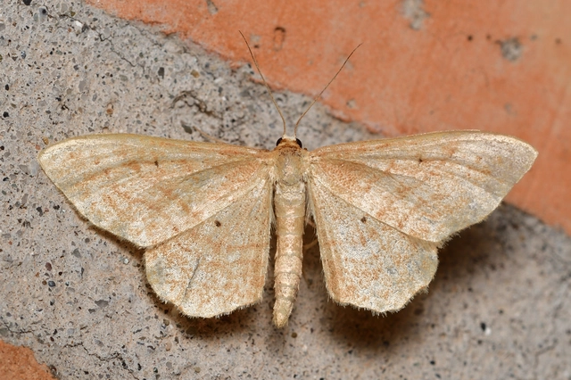 Idaea rufaria - vörhenyes sávosaraszoló