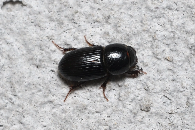 Aphodius varians - változékony trágyabogár