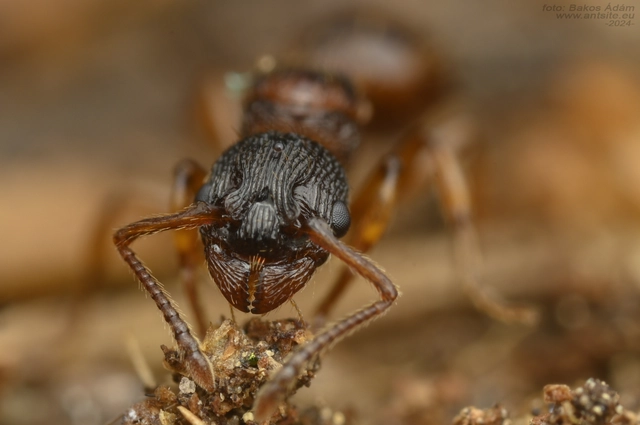 Myrmica sabuleti - gyakori bütyköshangya