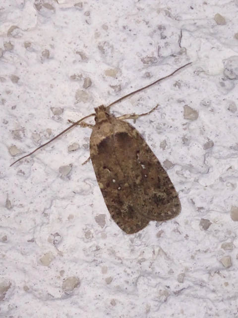 Agonopterix