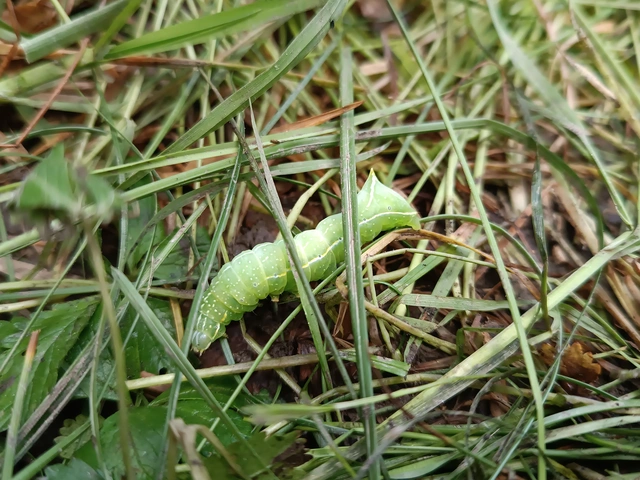 Amphipyra berbera/pyramidea