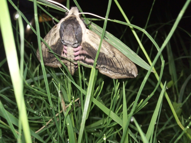 Sphinx ligustri - fagyalszender