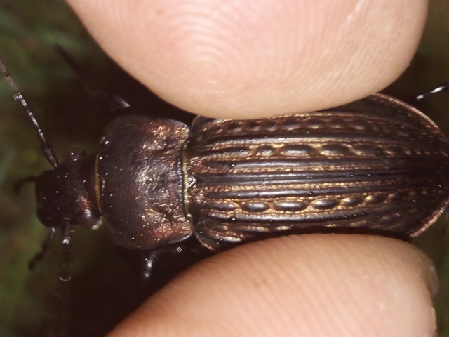 Carabus ulrichii - rezes futrinka Carabus ulrichii - rezes futrinka