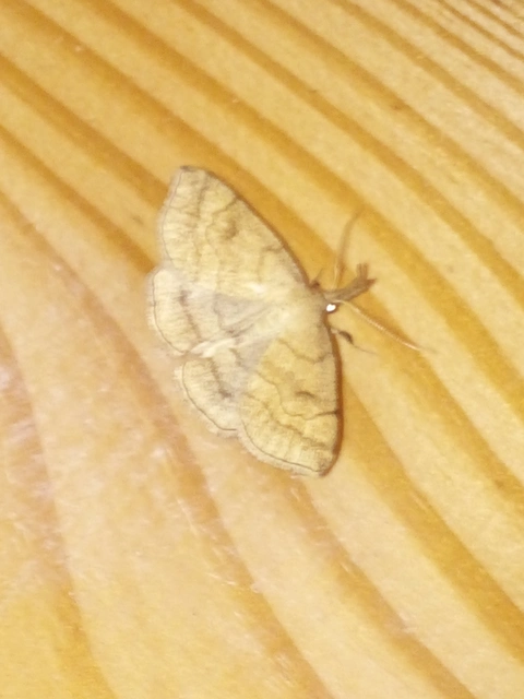 Polypogon gryphalis - láperdei karcsúbagoly