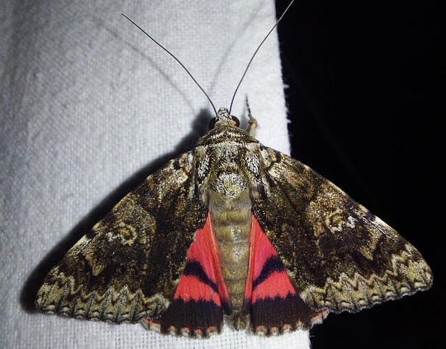 Catocala promissa - kis tölgyfa-övesbagoly