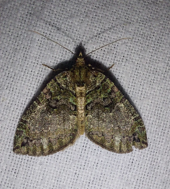 Hydriomena furcata - változékony tarkaaraszoló