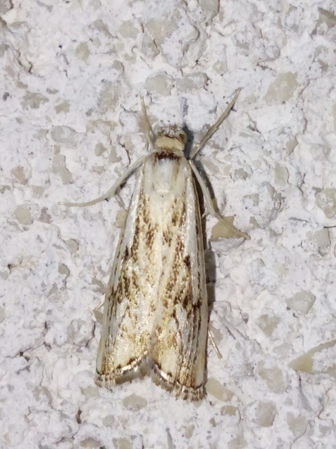 Catoptria falsella - hálós fűgyökérmoly