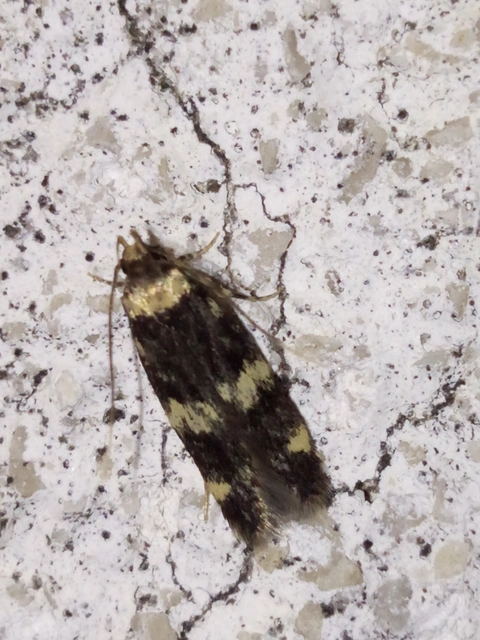 Autostichidae - avarmolyfélék