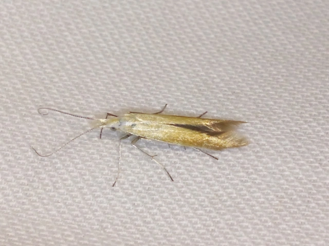 Coleophora