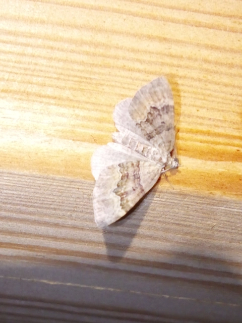 Xanthorhoe quadrifasiata - négysávos tarkaaraszoló