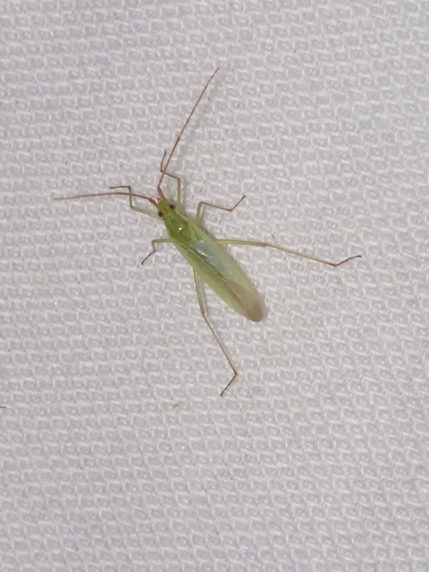 Trigonotylus