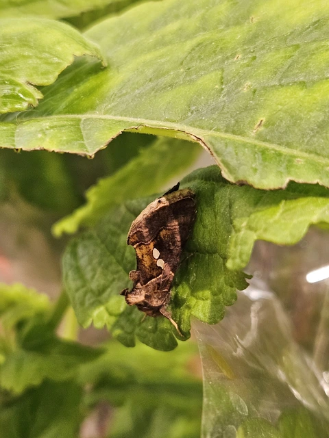 Chrysodeixis chalcites - déli aranybagoly