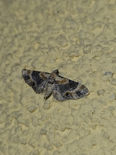 Eupithecia linariata - vonalas törpearaszoló