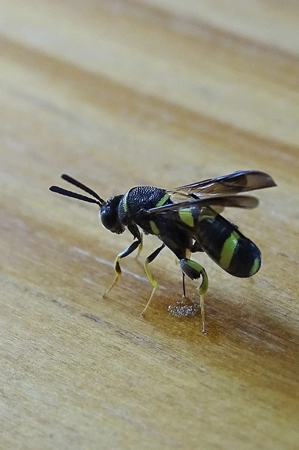 Hymenoptera - Hártyásszárnyúak
