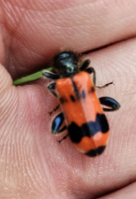 Trichodes apiarius - szalagos méhészbogár