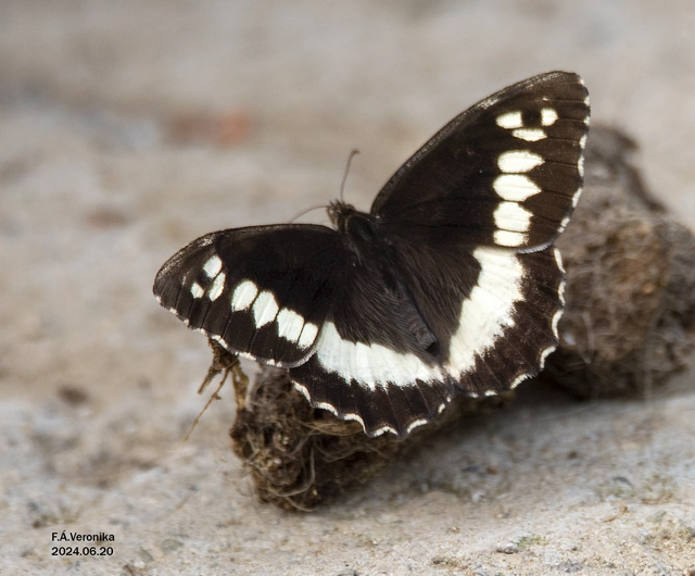 Brintesia circe - fehéröves szemeslepke