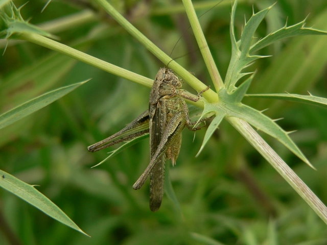 Platycleis